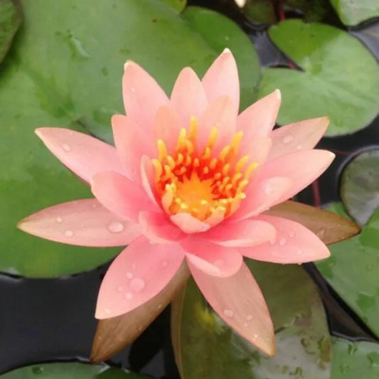 5 Soft Pink Lotus Nelumbo Nucifera Flowering Blooms Hardy Tropical Seeds | www.seedsplantworld.com