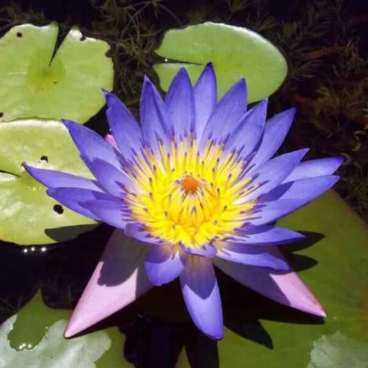 5 Blue Lotus Nelumbo Nucifera Flowering Blooms Hardy Tropical Seeds | www.seedsplantworld.com