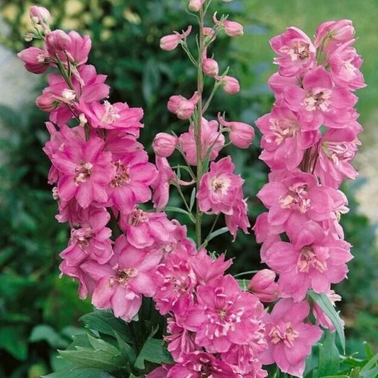 50 Rose Queen Delphinium Garden Flower Flowers Perennial Seeds | www.seedsplantworld.com