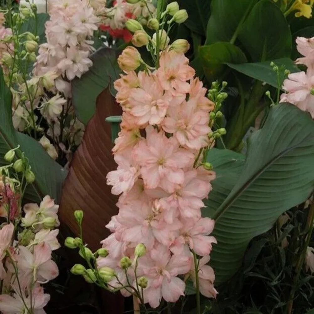 50 Salmon King Delphinium Garden Flower Flowers Perennial Seeds | www.seedsplantworld.com