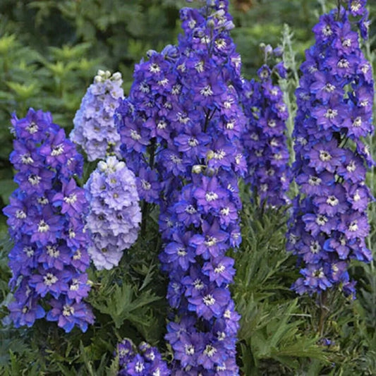 50 Stars Delphinium Garden Flower Flowers Perennial Seeds | www.seedsplantworld.com