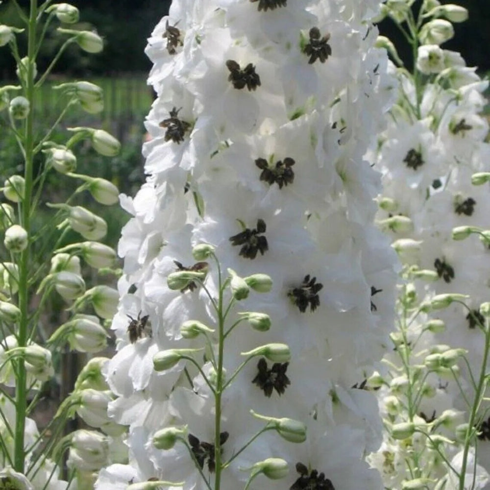 50 White Dark Bee Delphinium Garden Flower Flowers Perennial Seeds | www.seedsplantworld.com