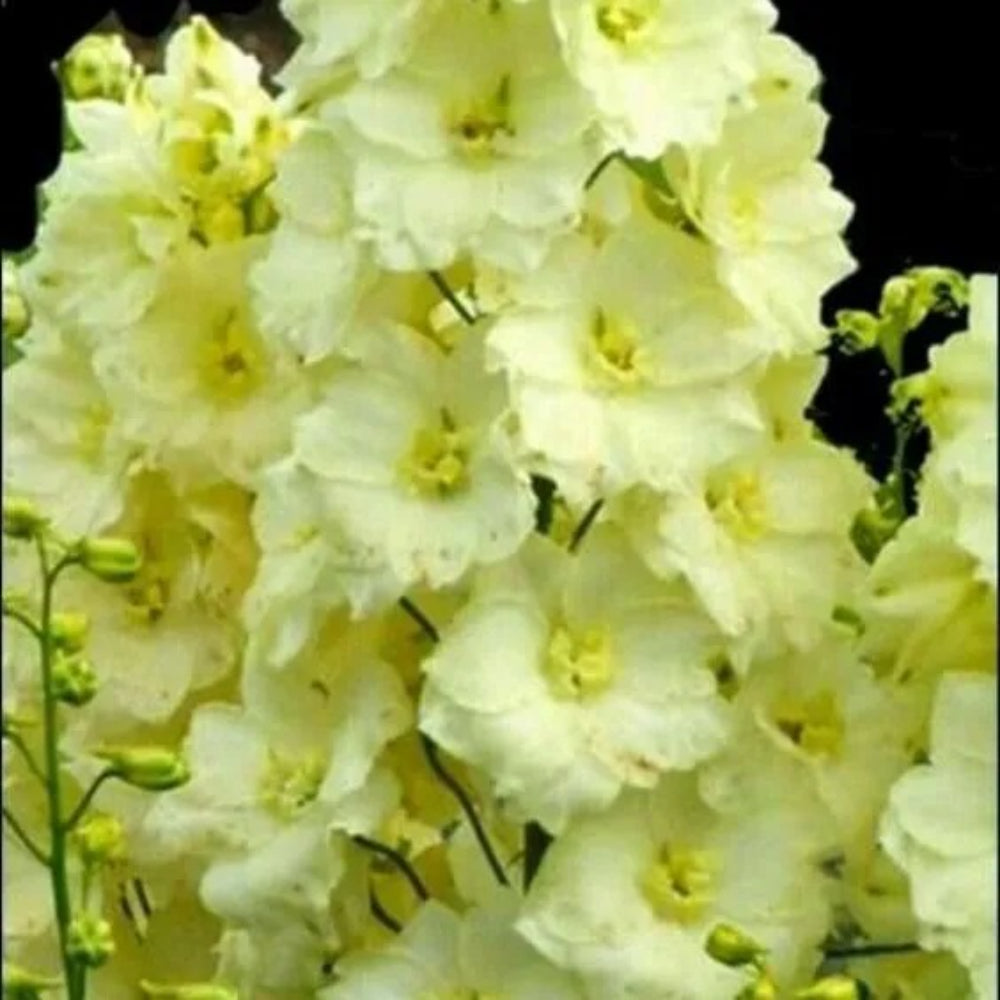 50 Yellow Delphinium Garden Flower Flowers Perennial Seeds | www.seedsplantworld.com