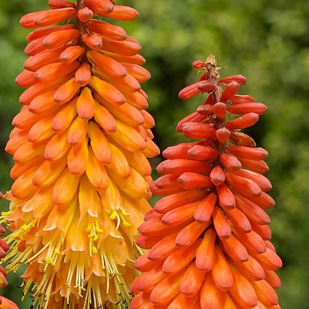 25 Alcazar Torch Lily Hot Poker Flower Perennial Seeds | www.seedsplantworld.com