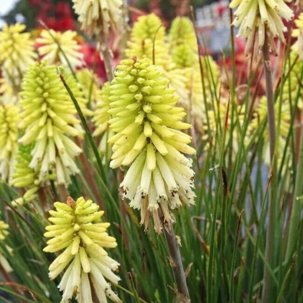 25 Citron Torch Lily Hot Poker Flower Flowers Perennial Seeds | www.seedsplantworld.com