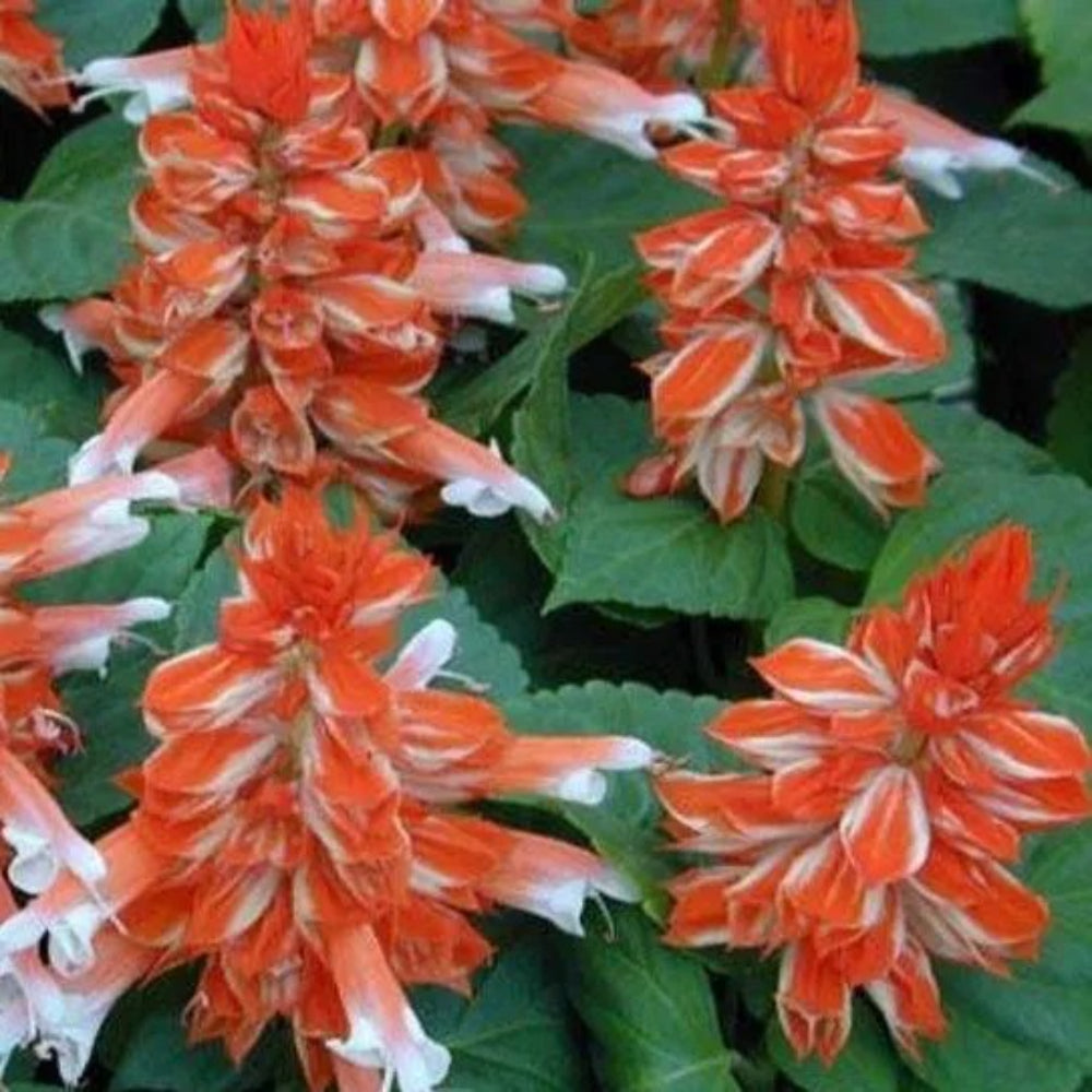 50 Orange White Salvia Flower Flowers Hummingbird Perennial Seeds | www.seedsplantworld.com