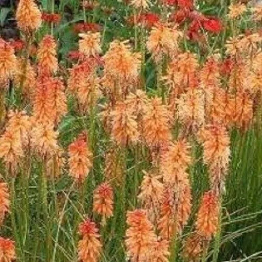 25 Creamsicle Torch Lily Hot Poker Flower Perennial Seeds | www.seedsplantworld.com