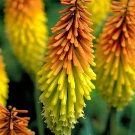 25 Echo Mango Torch Lily Hot Poker Flower Perennial Seeds | www.seedsplantworld.com