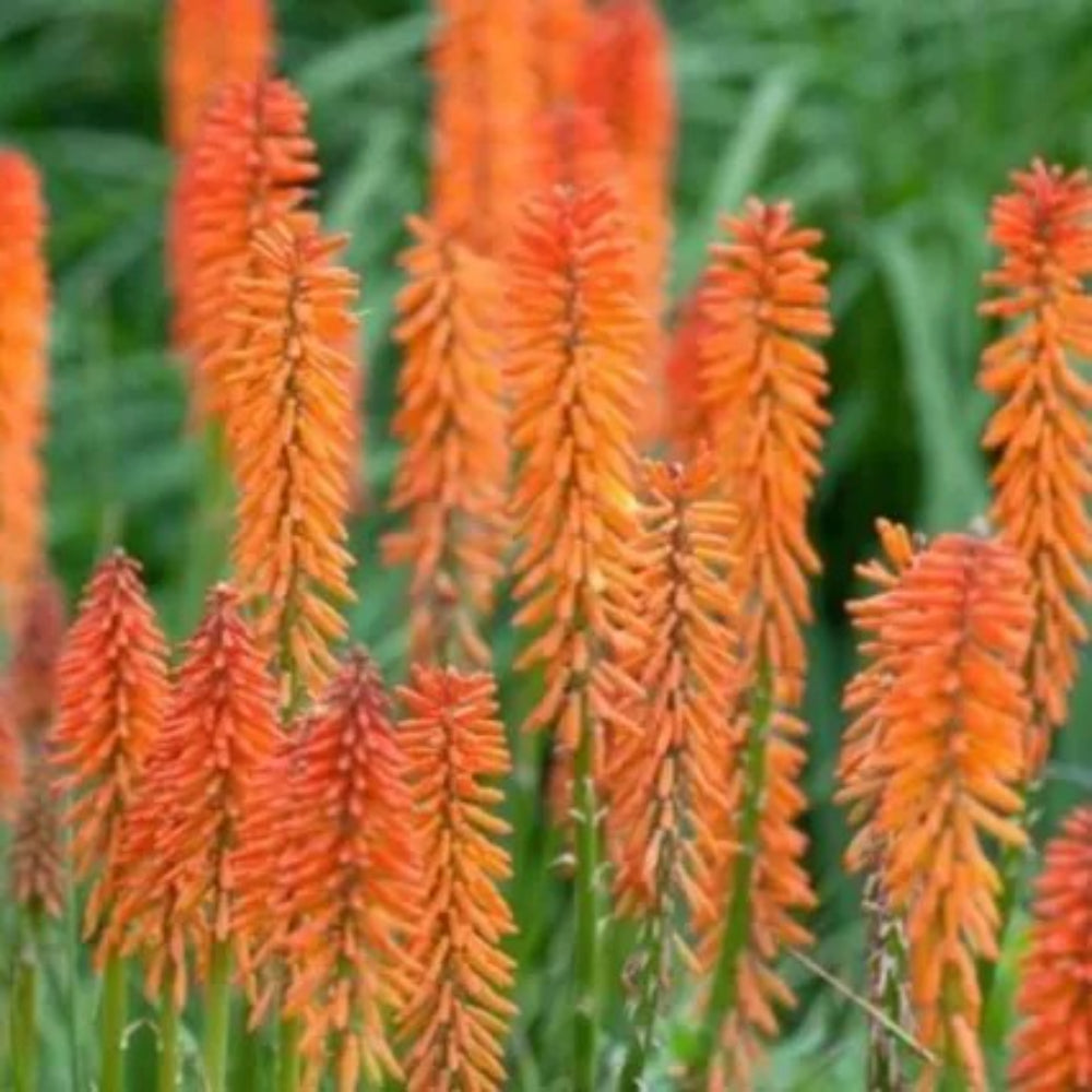 25 Elvia Torch Lily Hot Poker Flower Flowers Perennial Seeds | www.seedsplantworld.com