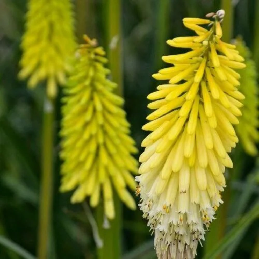 25 Fire Dance Torch Lily Hot Poker Flower Perennial Seeds | www.seedsplantworld.com