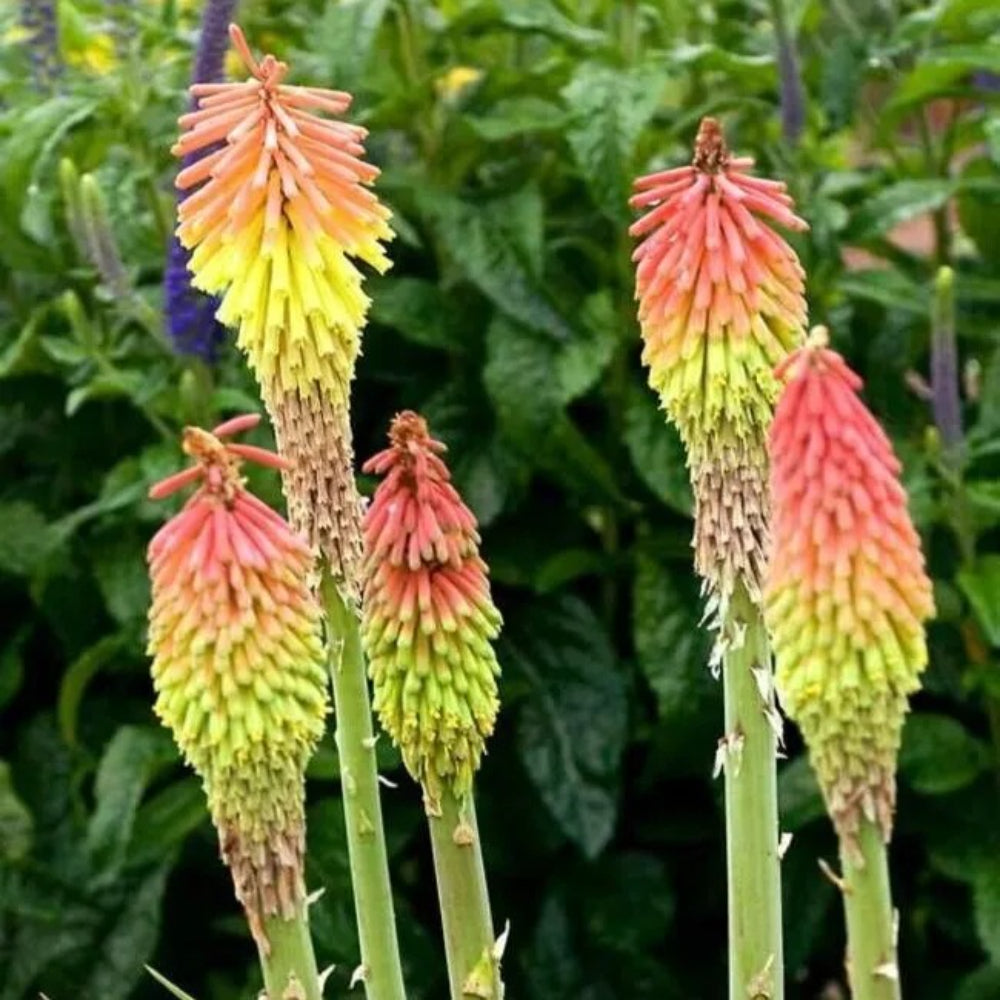 25 Flashpoint Torch Lily Hot Poker Flower Perennial Seeds | www.seedsplantworld.com