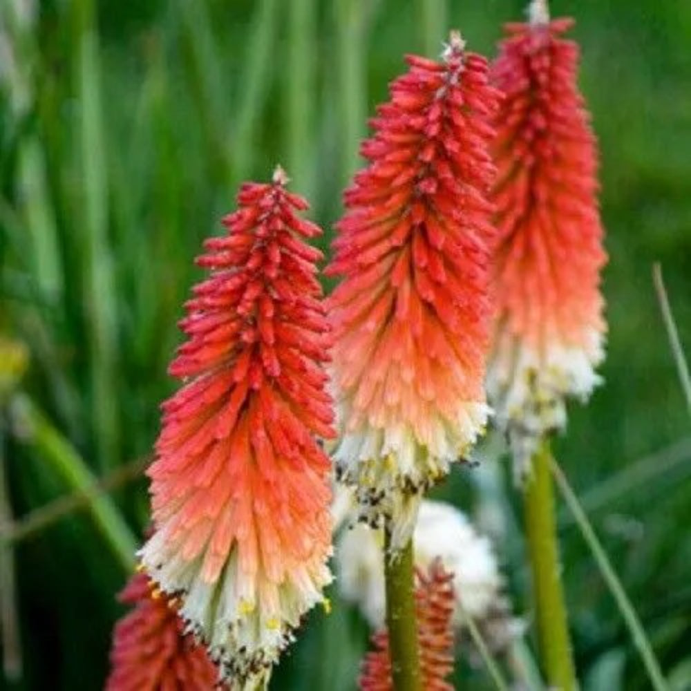 25 High Roller Torch Lily Hot Poker Flower Perennial Seeds | www.seedsplantworld.com