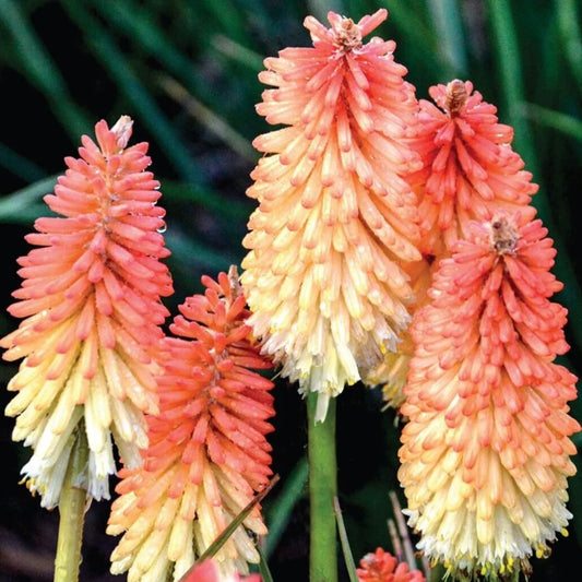 25 Hot And Cold Torch Lily Hot Poker Flower Perennial Seeds | www.seedsplantworld.com