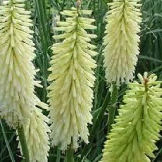 25 Ice Queen Torch Lily Hot Poker Flower Perennial Seeds | www.seedsplantworld.com