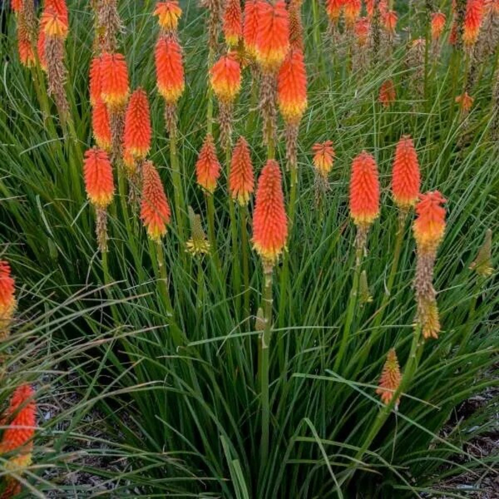 25 Jackpot Torch Lily Hot Poker Flower Perennial Seeds | www.seedsplantworld.com