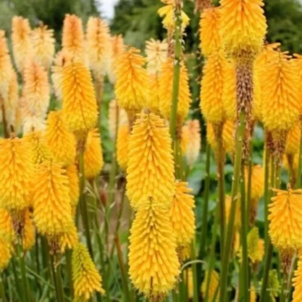 25 Knicky Torch Lily Hot Poker Flower Flowers Perennial Seeds | www.seedsplantworld.com