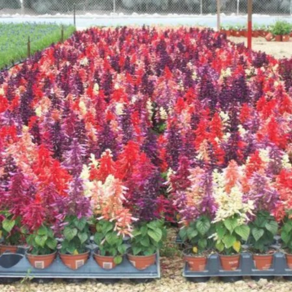 50 Pink Red White Salvia Flower Flowers Hummingbird Perennial Seeds | www.seedsplantworld.com