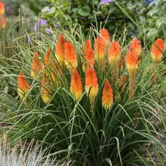 25 Backdrop Torch Lily Hot Poker Flower Perennial Seeds | www.seedsplantworld.com