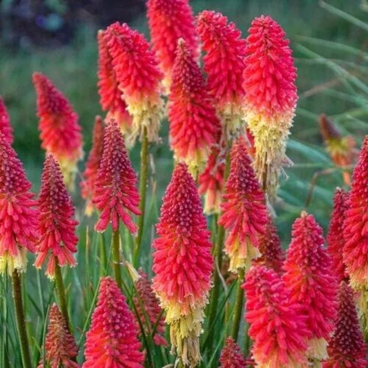 25 Rocket Red Torch Lily Hot Poker Flower Perennial Seeds | www.seedsplantworld.com