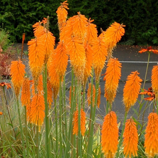 25 Mango Popscicl Torch Lily Hot Poker Flower Perennial Seeds | www.seedsplantworld.com