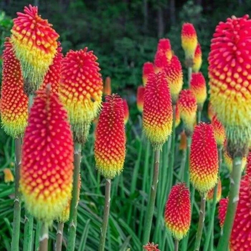 25 Royal Castle Torch Lily Hot Poker Flower Perennial Seeds | www.seedsplantworld.com