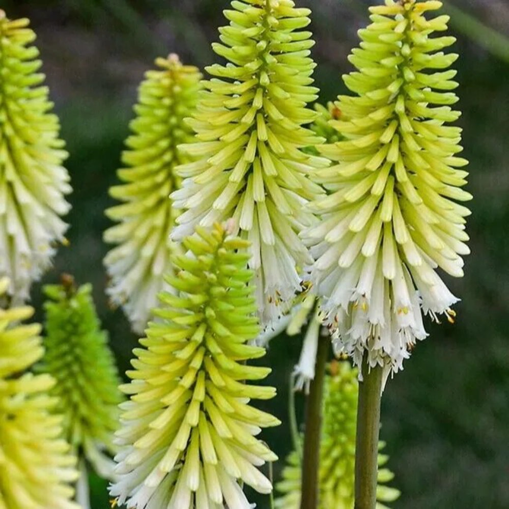 25 Lady Luck Torch Lily Hot Poker Flower Perennial Seeds | www.seedsplantworld.com