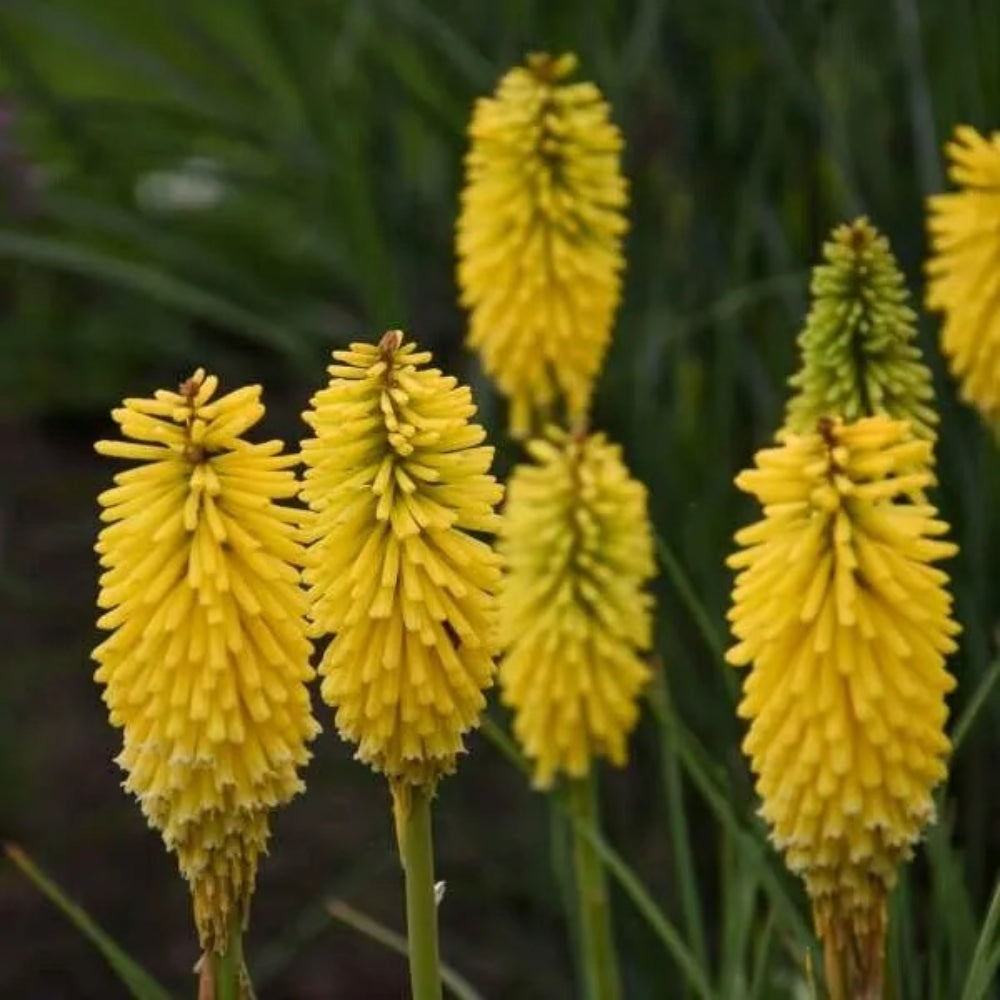 25 Malibu Madness Torch Lily Hot Poker Flower Perennial Seeds | www.seedsplantworld.com