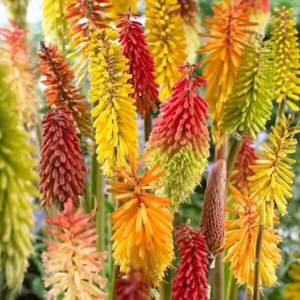 25 Torch Lily Mix Hot Poker Flower Flowers Perennial Seeds | www.seedsplantworld.com