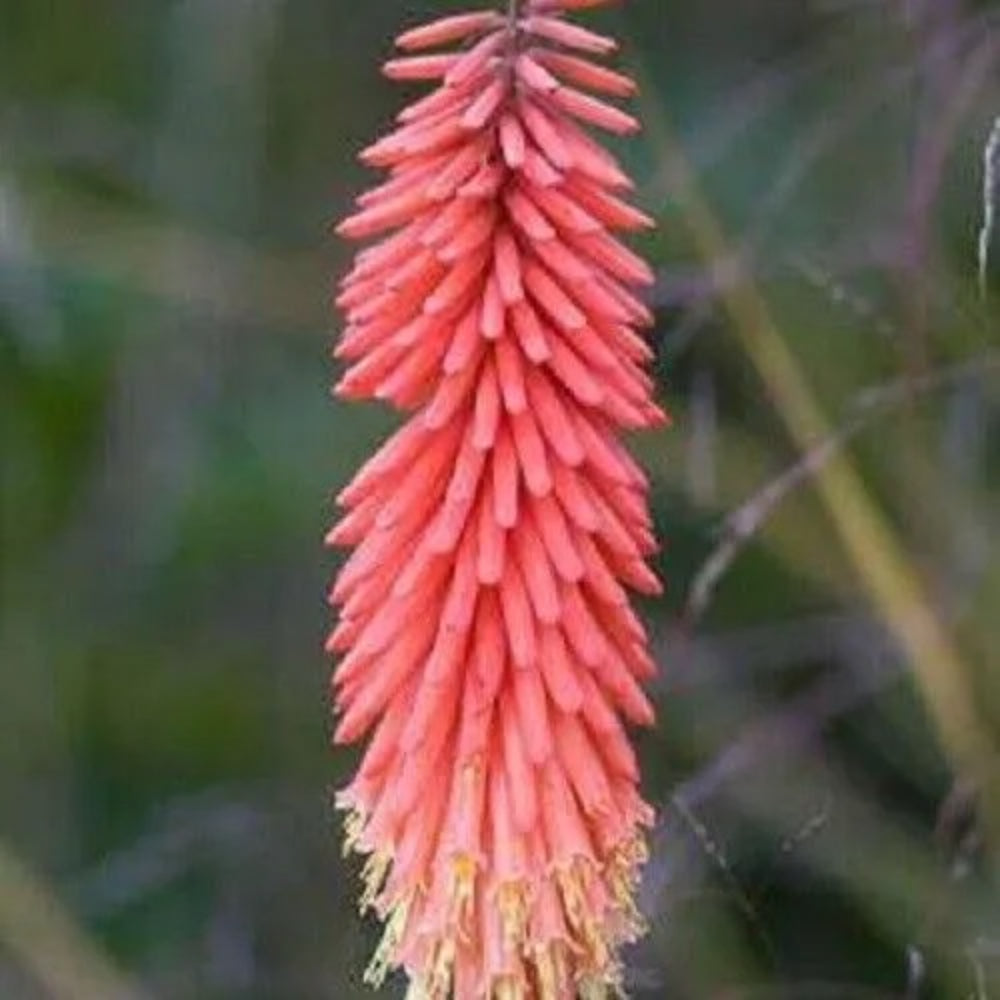 25 Nancy Red Torch Lily Hot Poker Flower Perennial Seeds | www.seedsplantworld.com