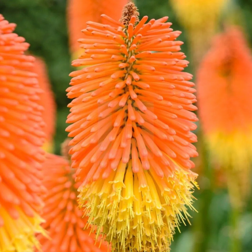 25 Nobilis Torch Lily Hot Poker Flower Perennial Seeds | www.seedsplantworld.com