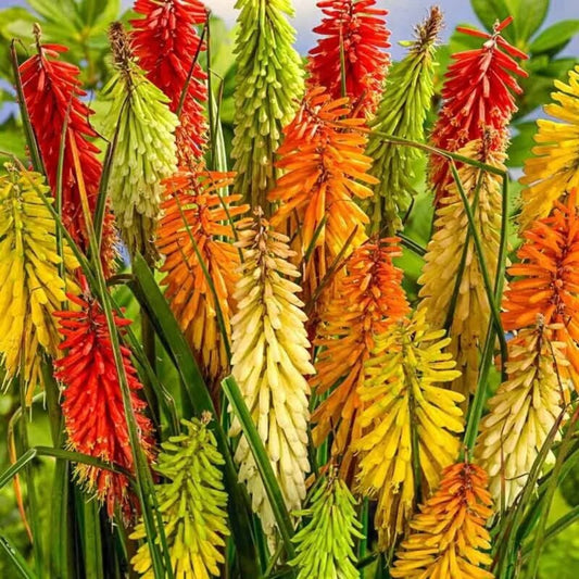 50 Torch Lily Mix Hot Poker Flower Flowers Perennial Seeds | www.seedsplantworld.com