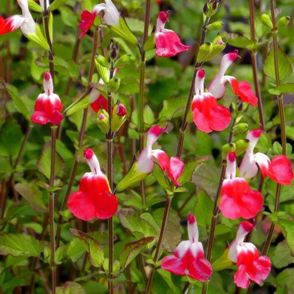 50 Hot Lips Salvia Flower Flowers Hummingbird Perennial Seeds | www.seedsplantworld.com