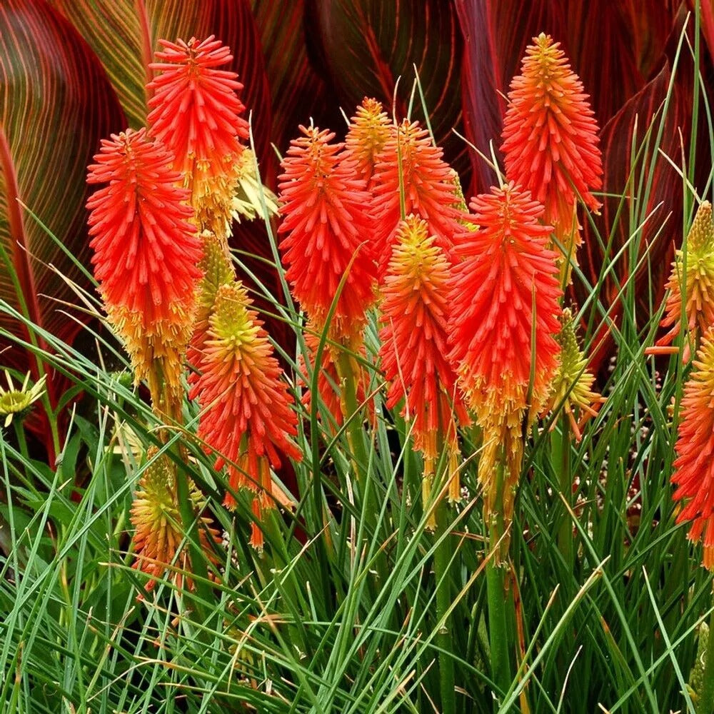 25 PapayaPopscile Torch Lily Hot Poker Flower Perennial Seeds | www.seedsplantworld.com