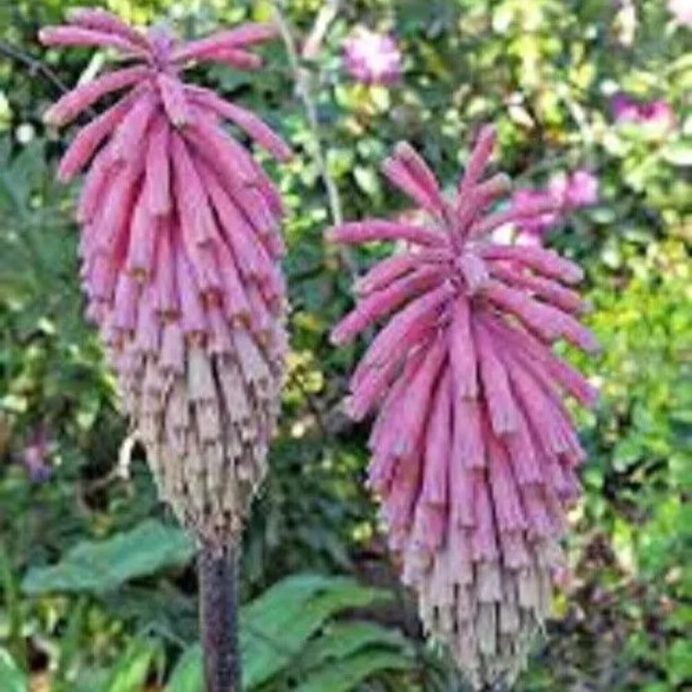 25 Pink South African Torch Lily Flower Perennial Seeds | www.seedsplantworld.com