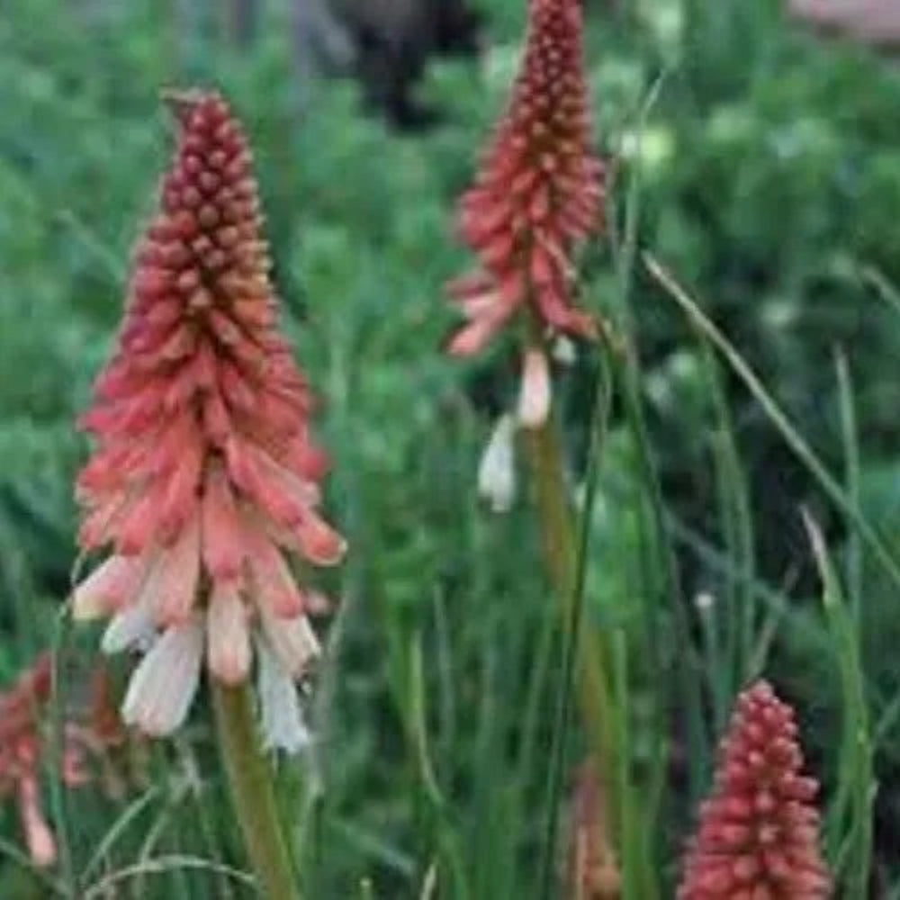 25 Pink White Torch Lily Hot Poker Flower Perennial Seeds | www.seedsplantworld.com