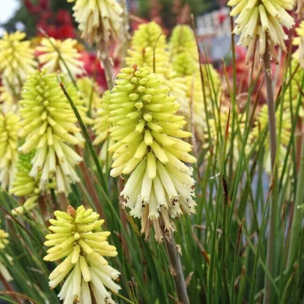 25 Poco Citron Torch Lily Hot Poker Flower Perennial Seeds | www.seedsplantworld.com