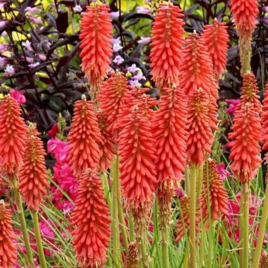 25 Popsicle Red Torch Lily Hot Poker Flower Perennial Seeds | www.seedsplantworld.com