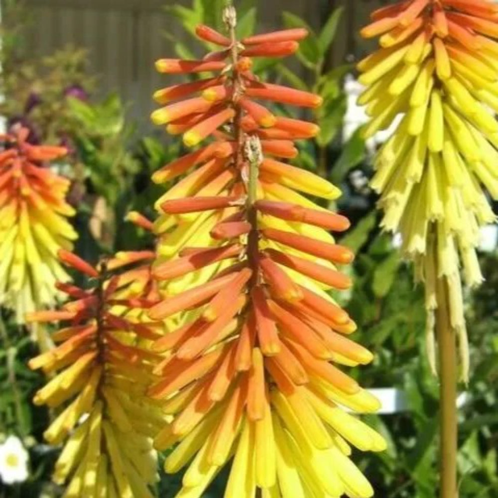 25 Royal Standard Torch Lily Hot Poker Flower Perennial Seeds | www.seedsplantworld.com