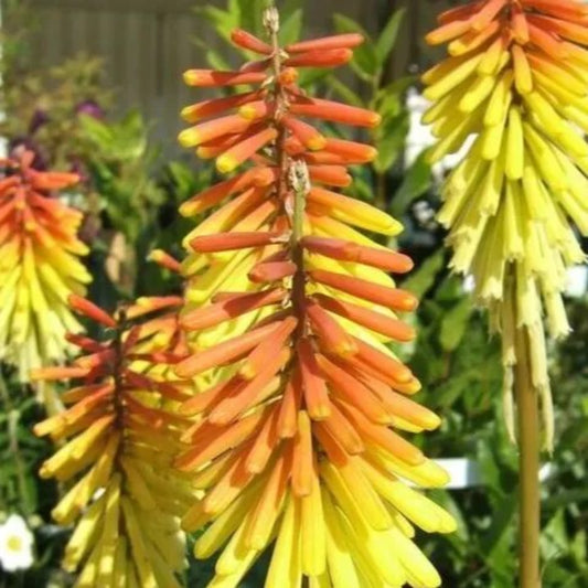 25 Royal Standard Torch Lily Hot Poker Flower Perennial Seeds | www.seedsplantworld.com