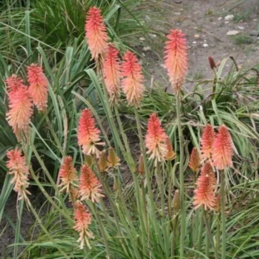 25 Fire and Ice Torch Lily Hot Poker Flower Perennial Seeds | www.seedsplantworld.com