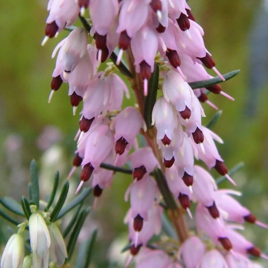 25 Ghost Hill Bleeding Heart Dicentra Spectabilis Shade Flower Garden Perennial Seeds | www.seedsplantworld.com