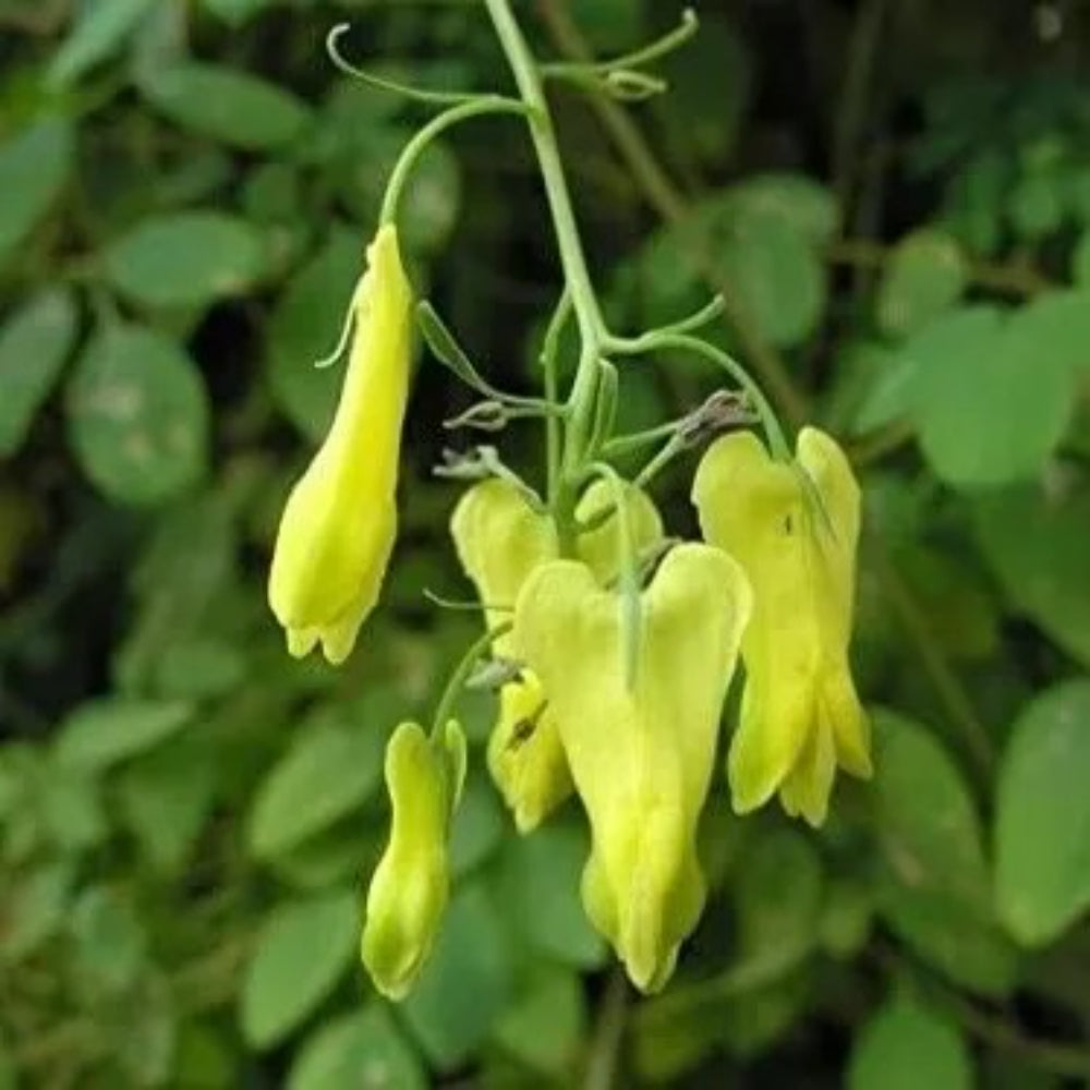 25 Golden Teas Bleeding Heart Dicentra Spectabilis Shade Flower Garden Perennial Seeds | www.seedsplantworld.com