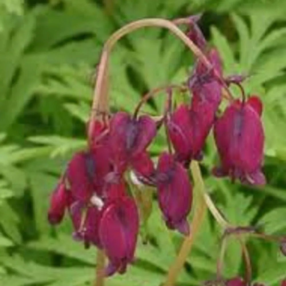 25 Magenta Bleeding Heart Dicentra Spectabilis Shade Flower Garden Perennial Seeds | www.seedsplantworld.com