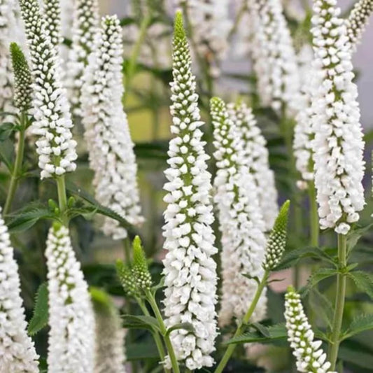 100 White Veronica Speedwell Royal Candle Flower Flowers Perennial Seeds | www.seedsplantworld.com