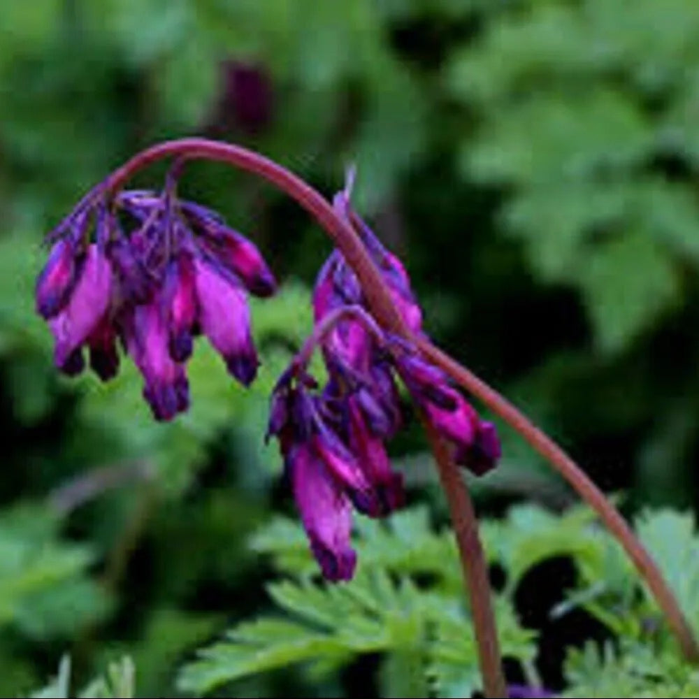 25 Dark Purple Bleeding Heart Dicentra Spectabilis Shade Flower Garden Perennial Seeds | www.seedsplantworld.com