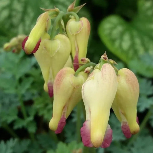 25 Love Hearts Bleeding Heart Dicentra Spectabilis Shade Flower Garden Perennial Seeds | www.seedsplantworld.com