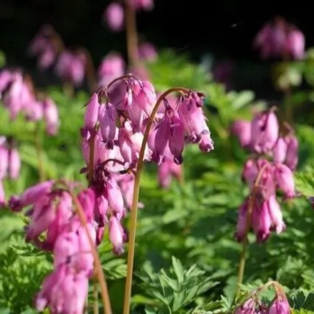 25 Pacific Bleeding Heart Dicentra Spectabilis Shade Flower Garden Perennial Seeds | www.seedsplantworld.com