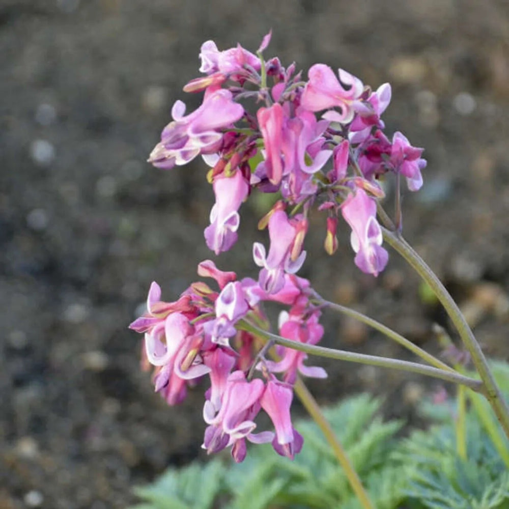 25 Pink Diamon Bleeding Heart Dicentra Spectabilis Shade Flower Garden Perennial Seeds | www.seedsplantworld.com