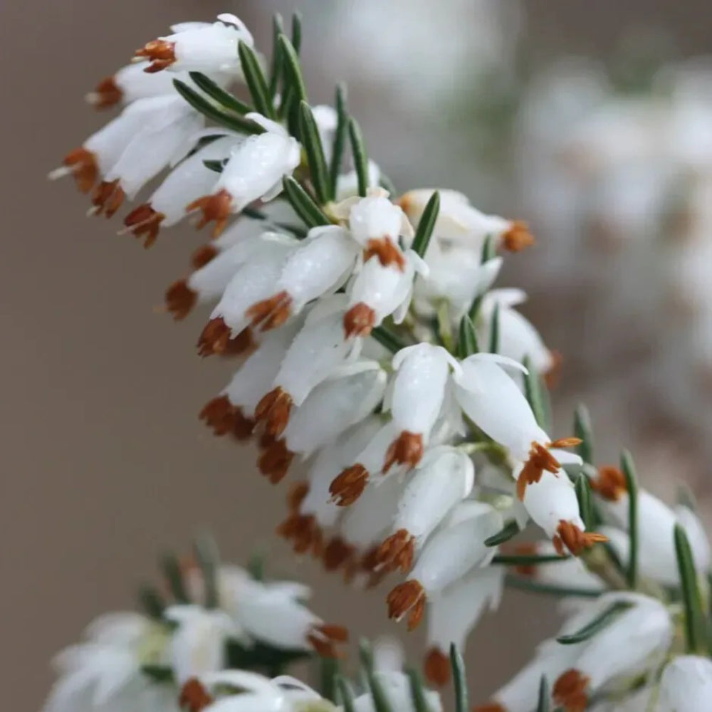 25 White Brown Bleeding Heart Dicentra Spectabilis Shade Flower Garden Perennial Seeds | www.seedsplantworld.com