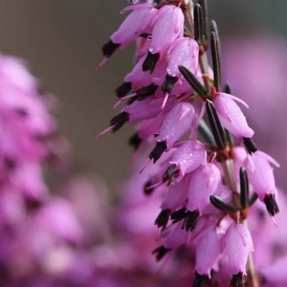 25 Purple Blac Bleeding Heart Dicentra Spectabilis Shade Flower Garden Perennial Seeds | www.seedsplantworld.com